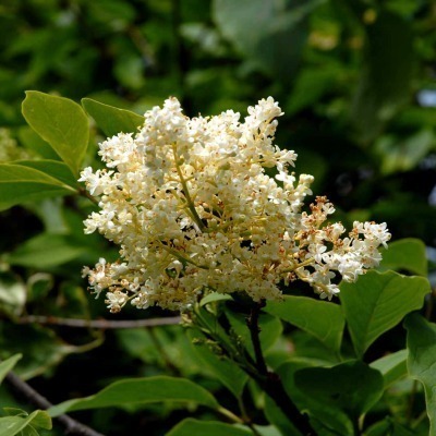 Syringa reticulata