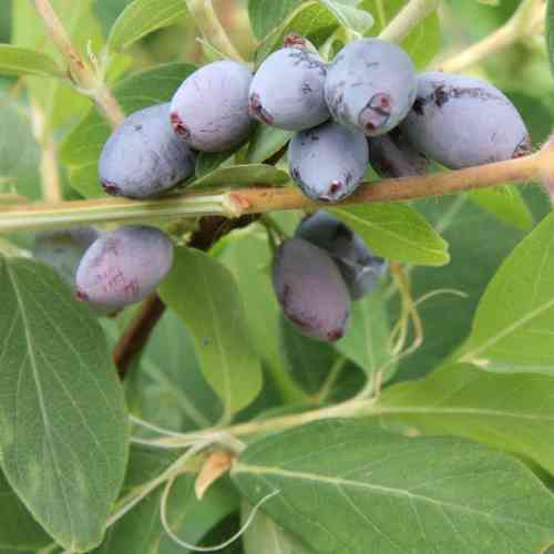 Lonicera caerulea var. kamtschatica 'Hilma'