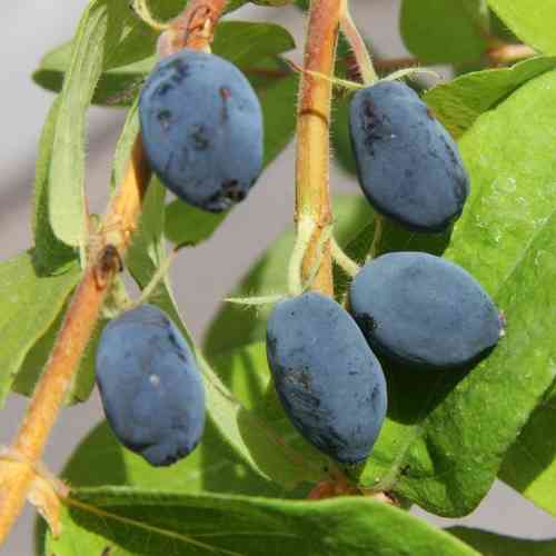 Makeasinikuusama 'Onni'