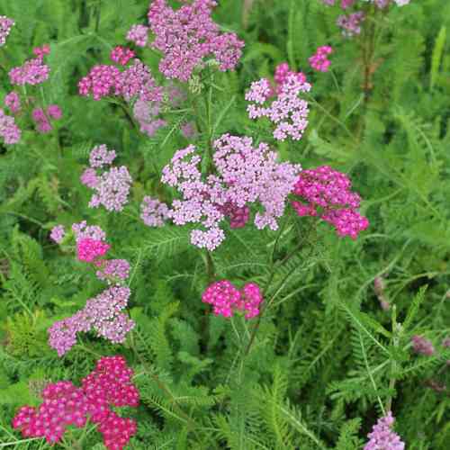 Punakärsämö 'Cerise Queen'