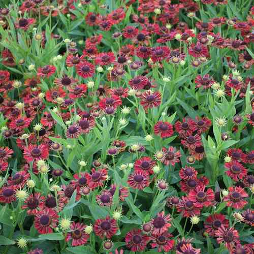 Helenium autumnale 'Siesta'