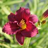 Tarhapäivänlilja 'Little Gipsy Ruby'
