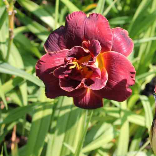 Hemerocallis 'Voodoo Dancer'