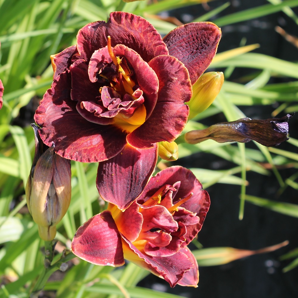 Hemerocallis 'Voodoo Dancer'
