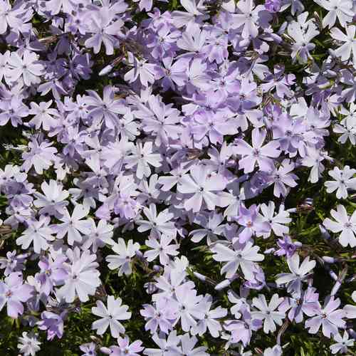 Sammalleimu 'Emerald Cushion Blue'