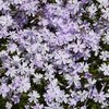 Sammalleimu 'Emerald Cushion Blue'