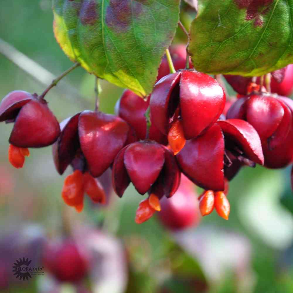 Pallesorvarinpensas Compactus MUSTILA PUUTARHA