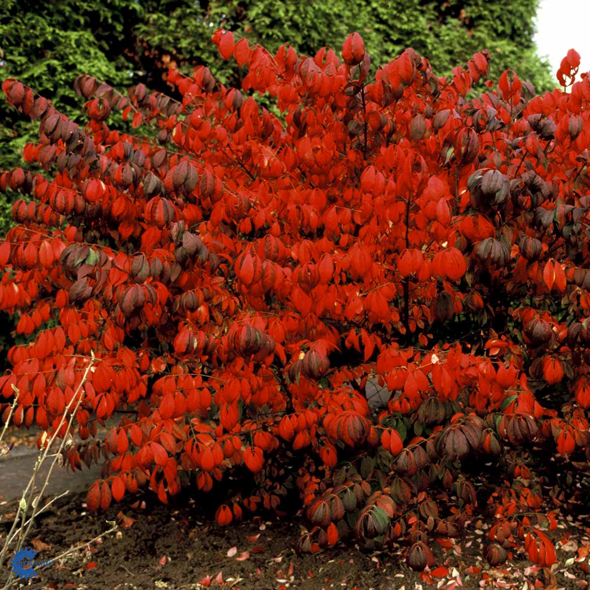 Pallesorvarinpensas 'Compactus'