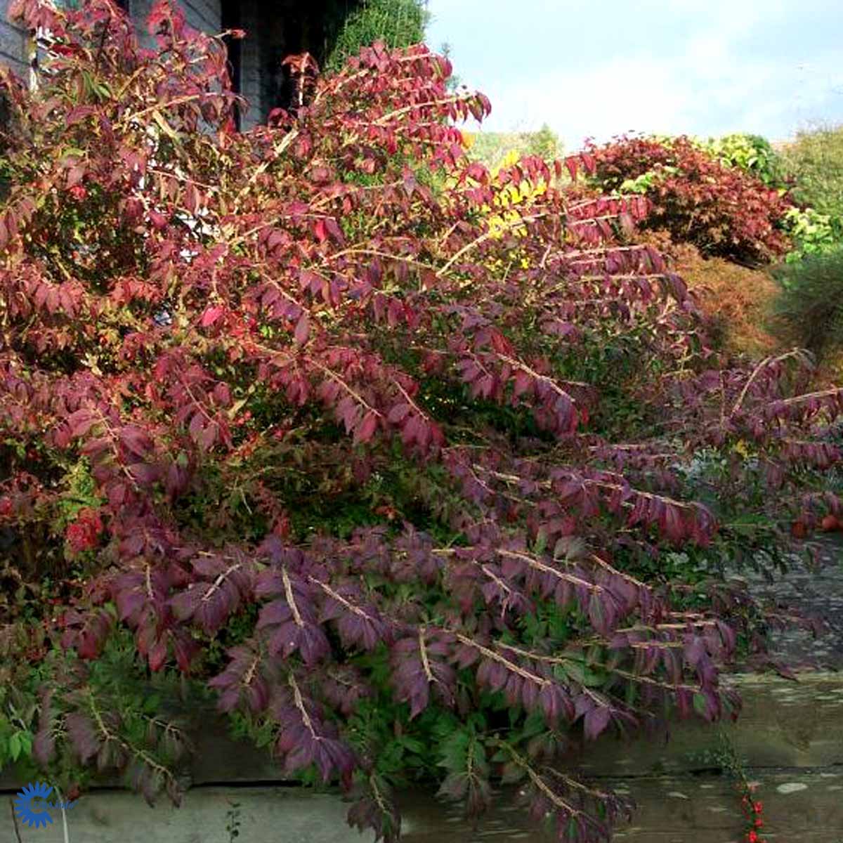 Pallesorvarinpensas Compactus MUSTILA PUUTARHA