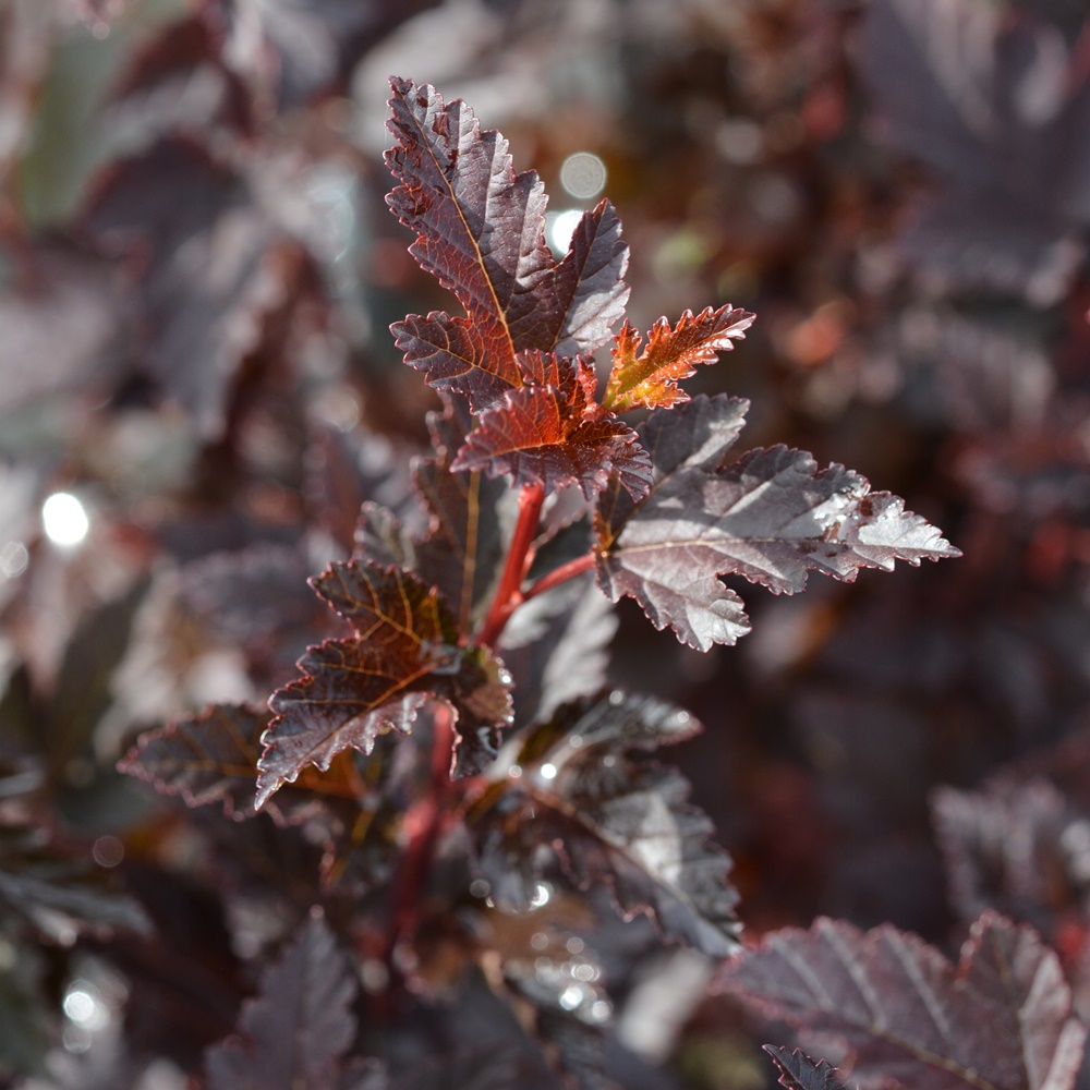Physocarpus opulifolius 'Tiny Wine' - MUSTILA TRÄDGÅRD