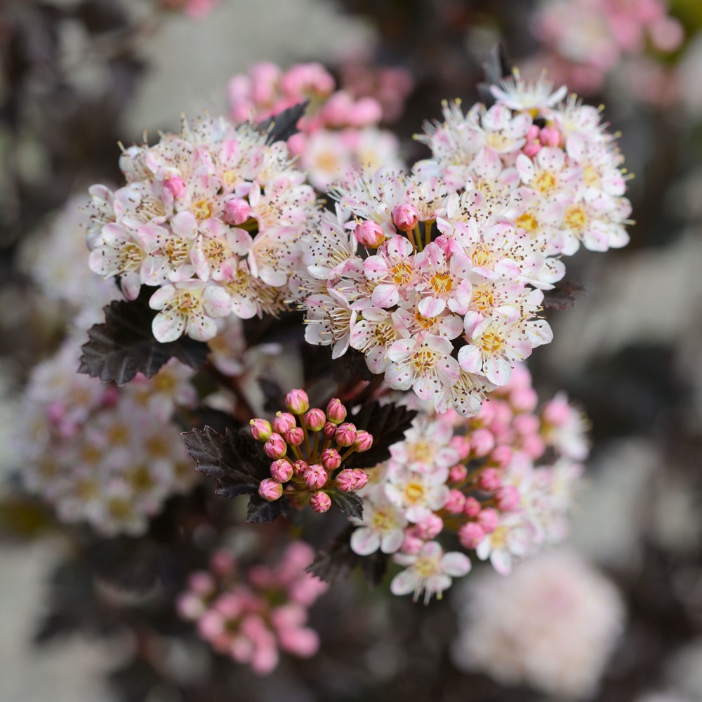Purppuraheisiangervo 'Tiny Wine'