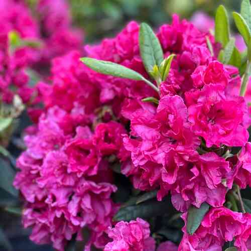 Alppiruusu 'Double Kiss'