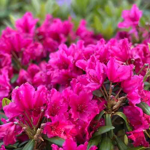 Alppiruusu 'Neon Kiss' 30-40 cm