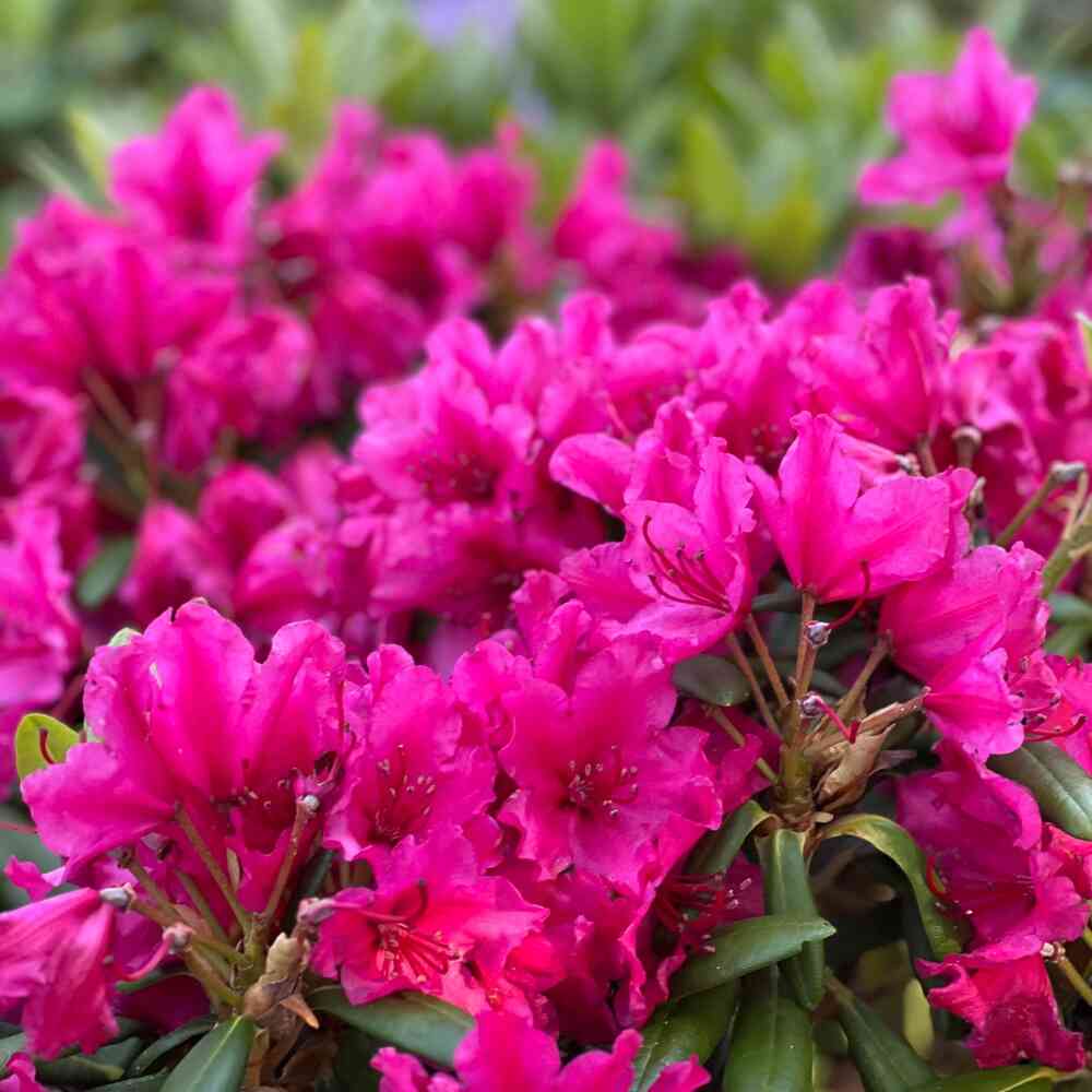 Alppiruusu 'Neon Kiss' 30-40 cm