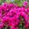 Alppiruusu 'Neon Kiss' 30-40 cm