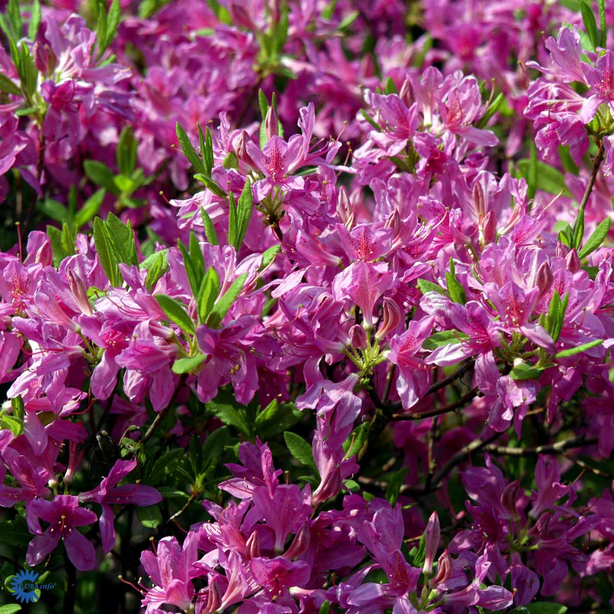 Rhododendron x fraseri