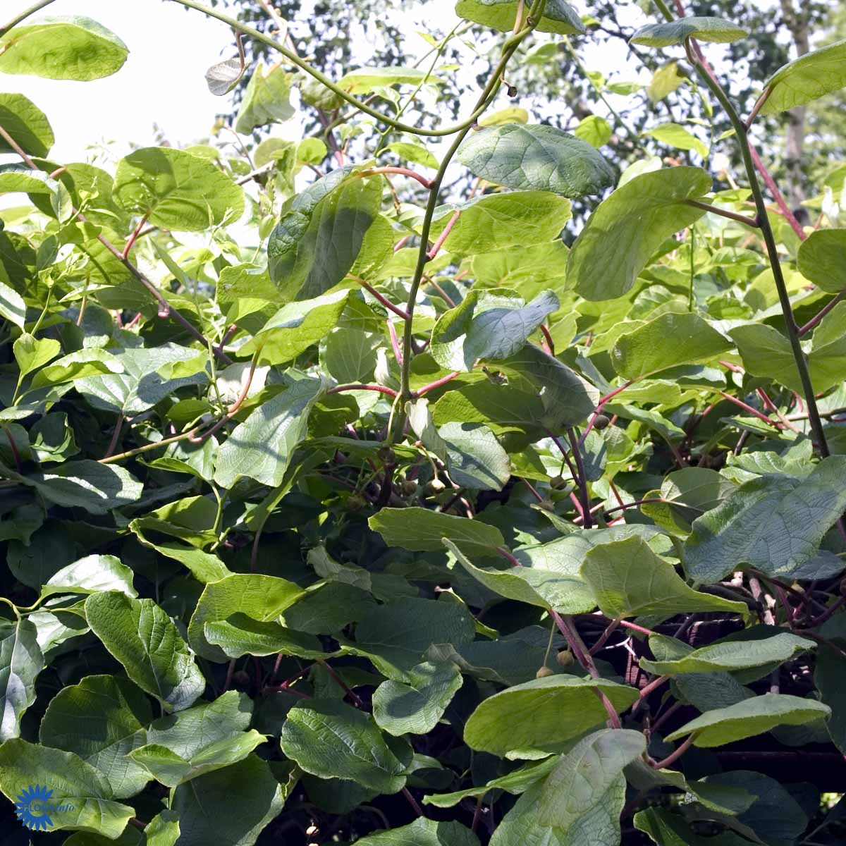 Actinidia deliciosa 'Jenny