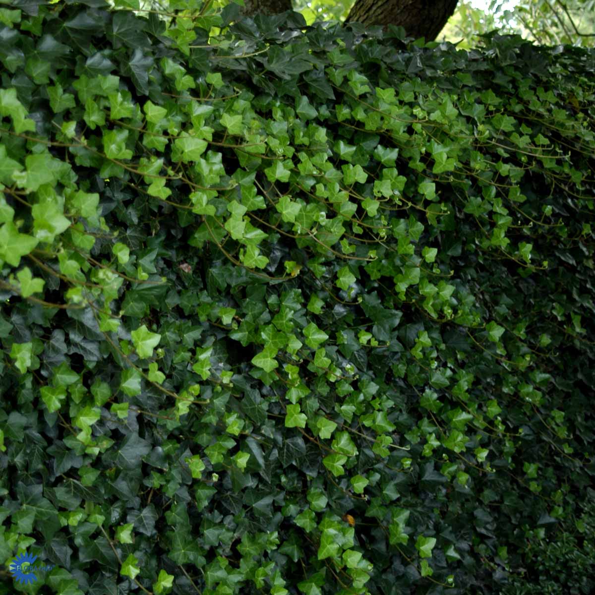 Hedera hibernica