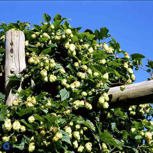 Humulus lupulus 'Hersbrucker'