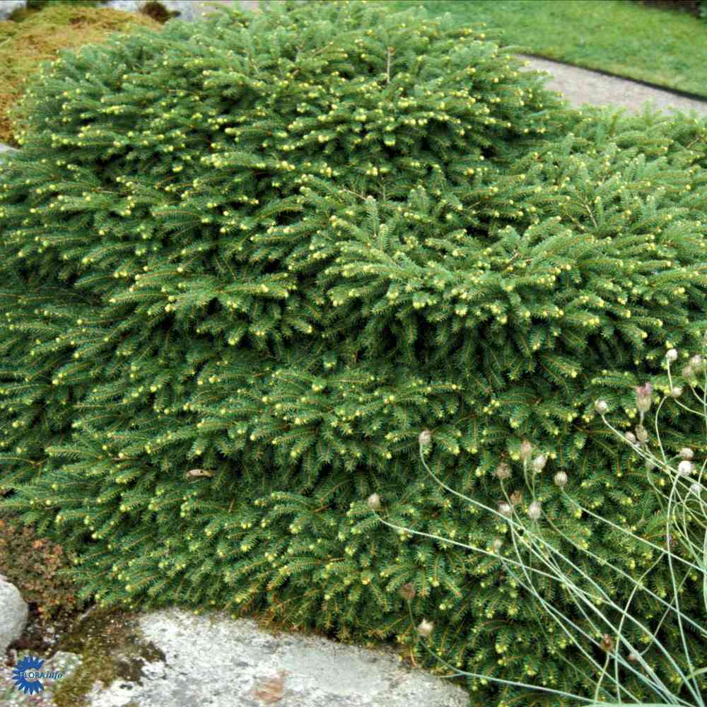Pesäkuusi 'Nidiformis' 30-40 cm