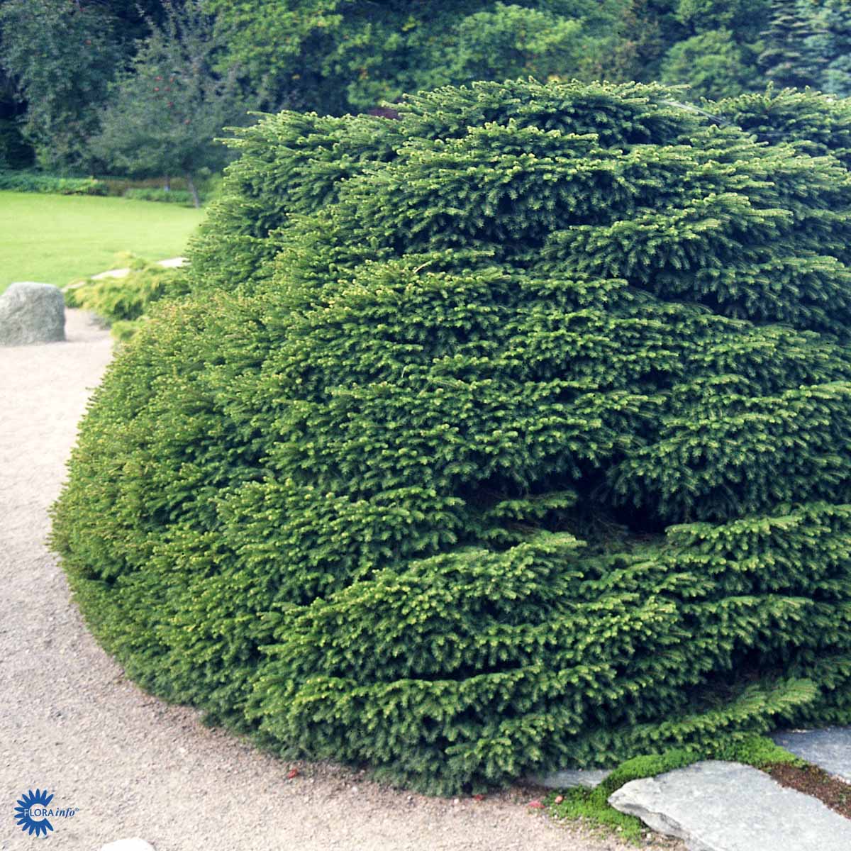 Pesäkuusi 'Nidiformis' 30-40 cm