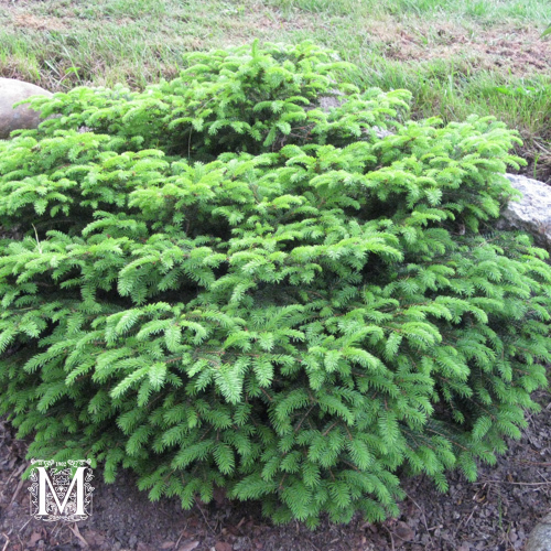Pesäkuusi 'Nidiformis' 30-40 cm