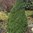 Picea glauca 'Conica'