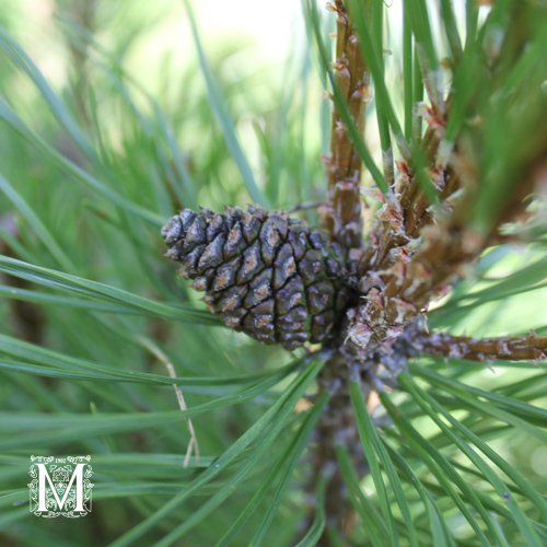 Pinus mugo 'Pumilio'
