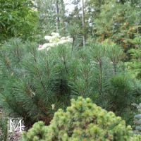 Pinus mugo 'Pumilio'