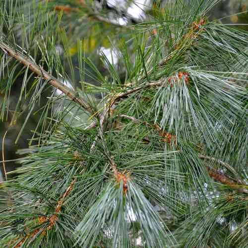 Makedonisk tall 50-70 cm