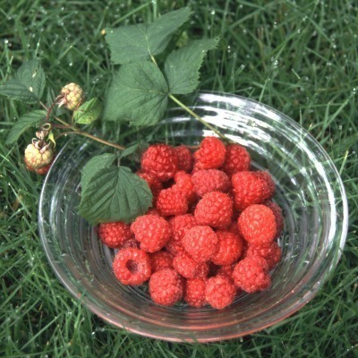  Rubus idaeus 'Maurin Makea'