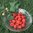 Rubus idaeus 'Maurin Makea'