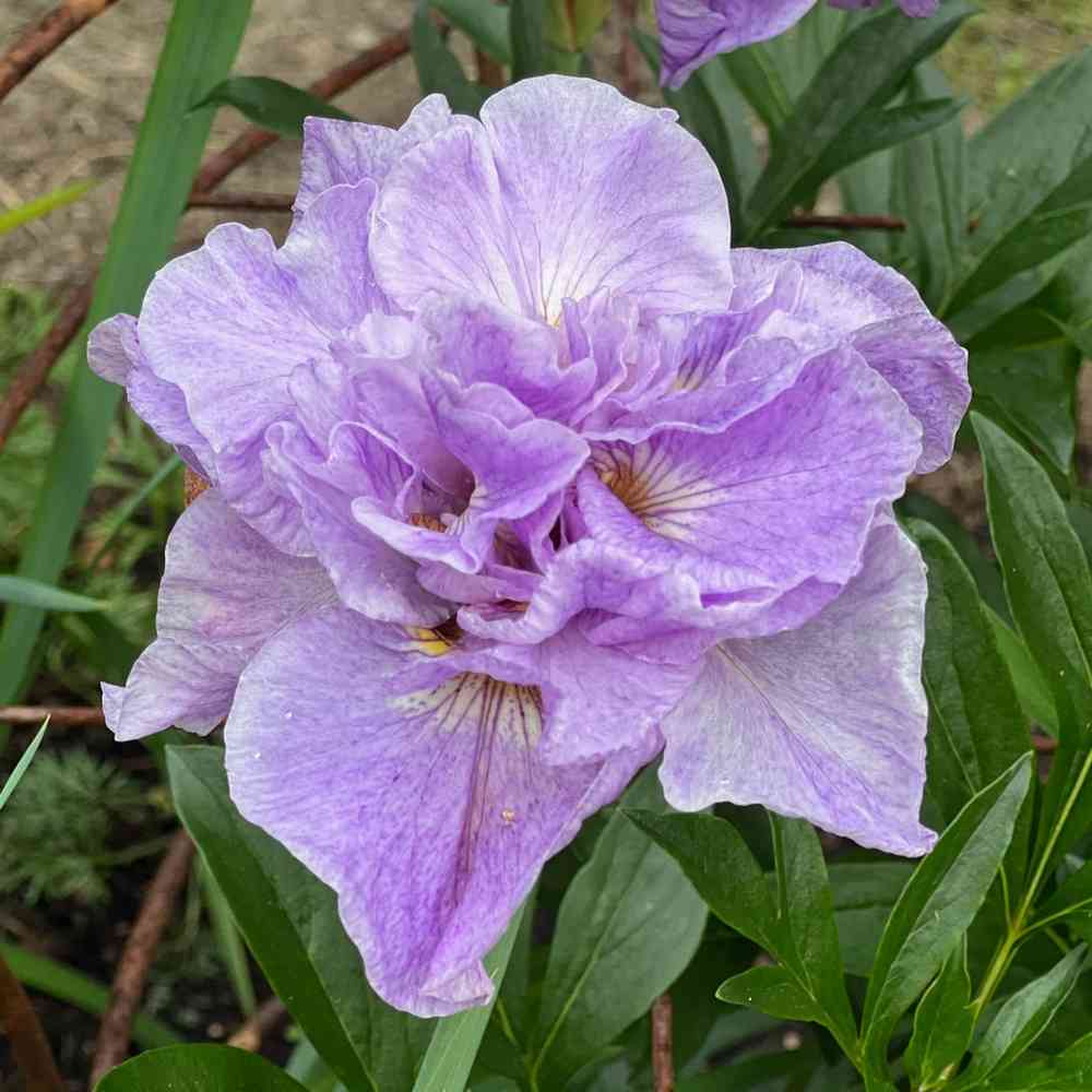 Loistokurjenmiekka 'Pink Parfait'