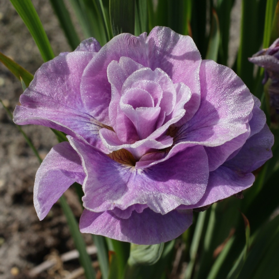 Loistokurjenmiekka 'Pink Parfait'
