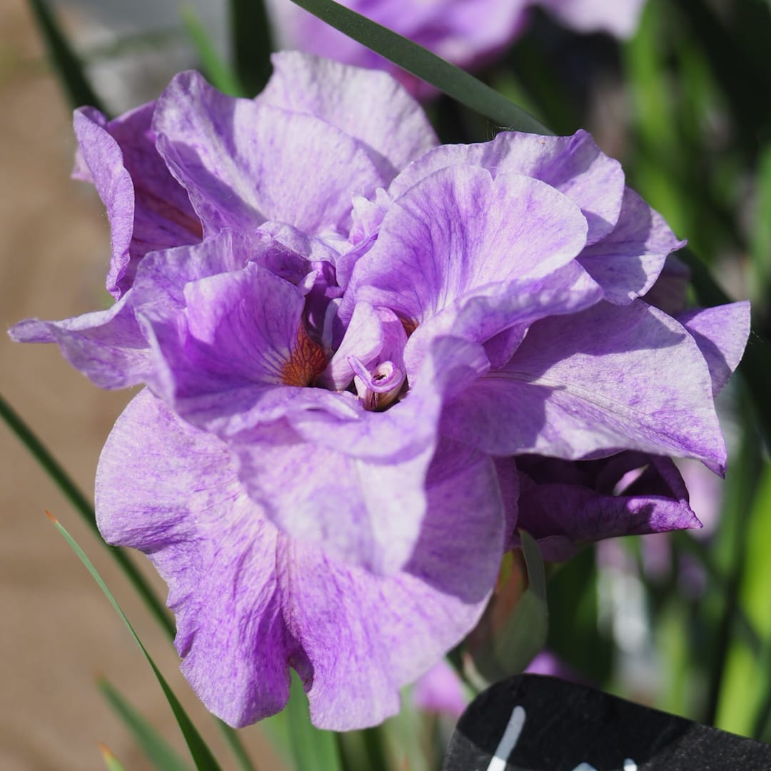 Loistokurjenmiekka 'Pink Parfait'