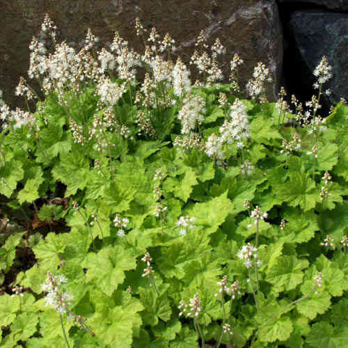 Tiarella cordifolia