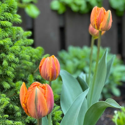 Tulpan 'Orange Princess'