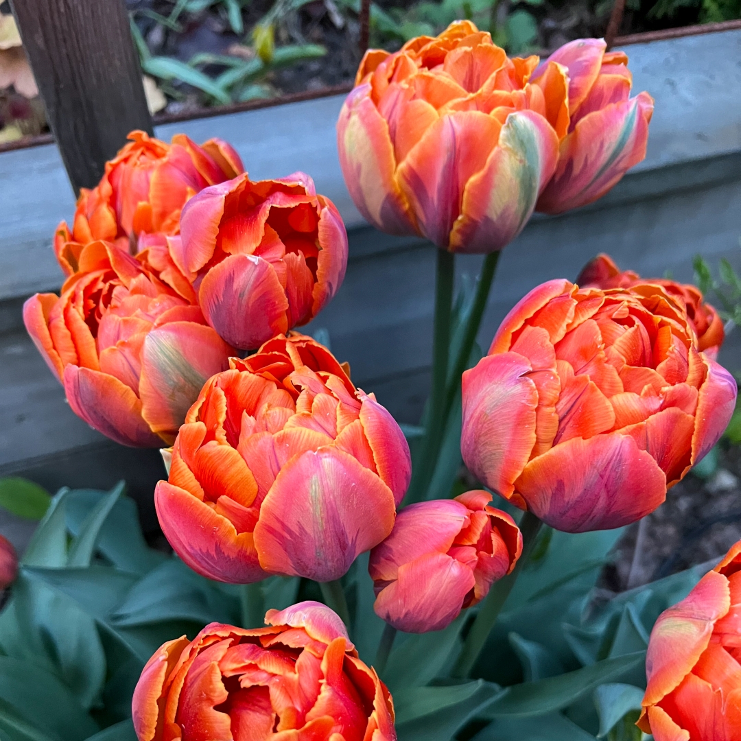 Tulpan 'Orange Princess'