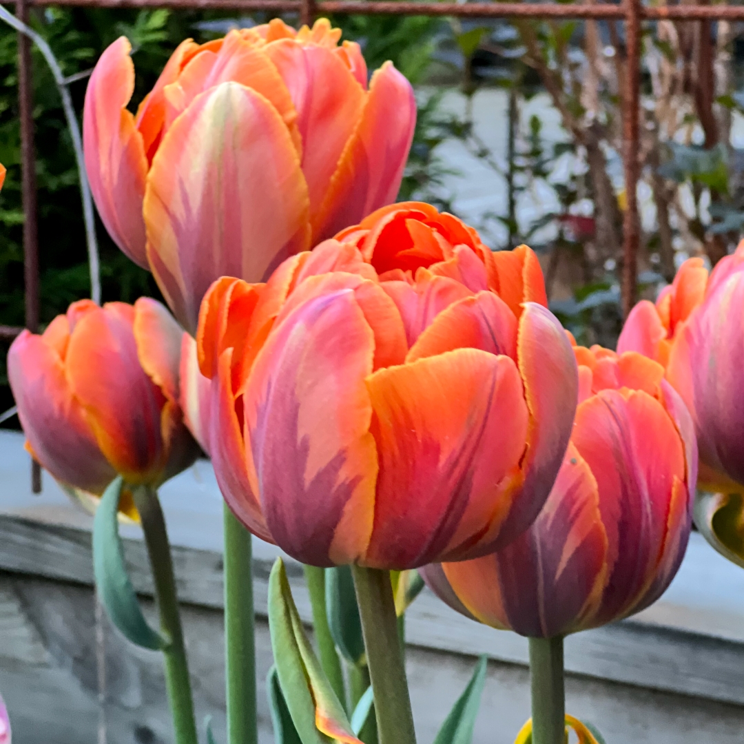 Tulpan 'Orange Princess'