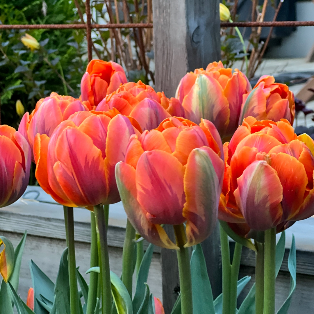Tulpan 'Orange Princess'
