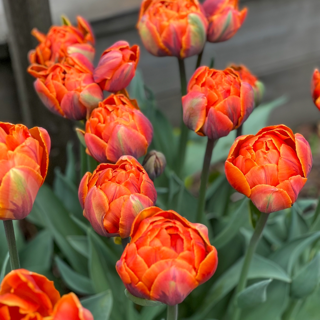 Tulpan 'Orange Princess'