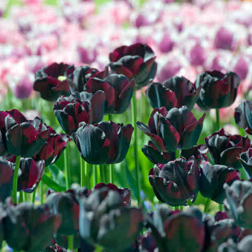 Triumftulpan 'Paul Scherer'