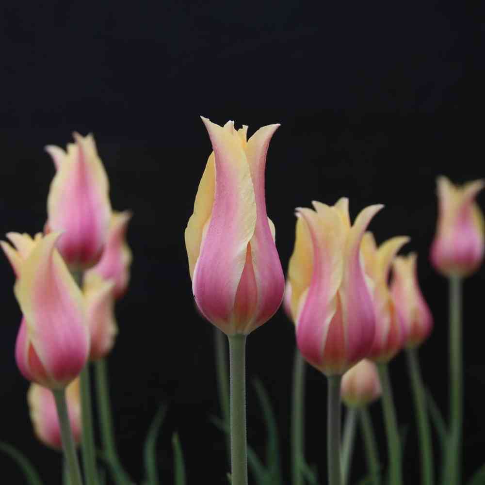 Tulpan 'Blushing Lady'