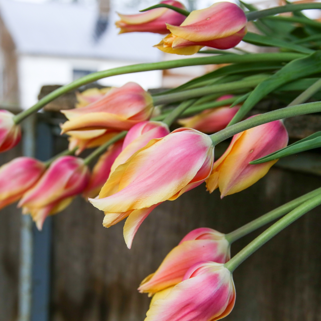 Tulpan 'Blushing Lady'
