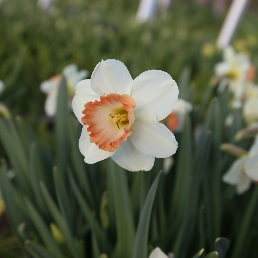 Narciss 'Pink Charm'