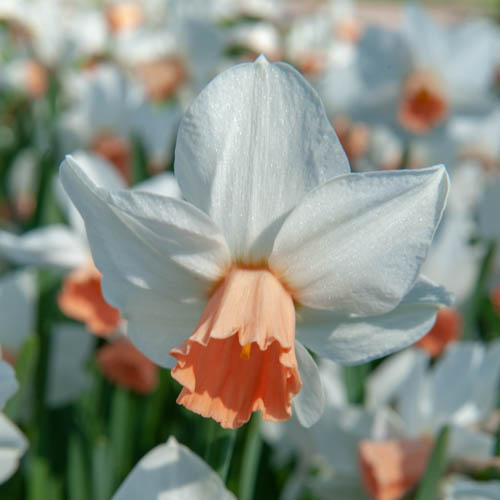 Narciss 'Pink Charm'