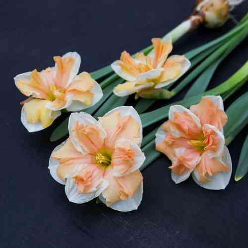 Narciss 'Apricot Whirl'