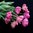 Tulpan 'Pink Star'