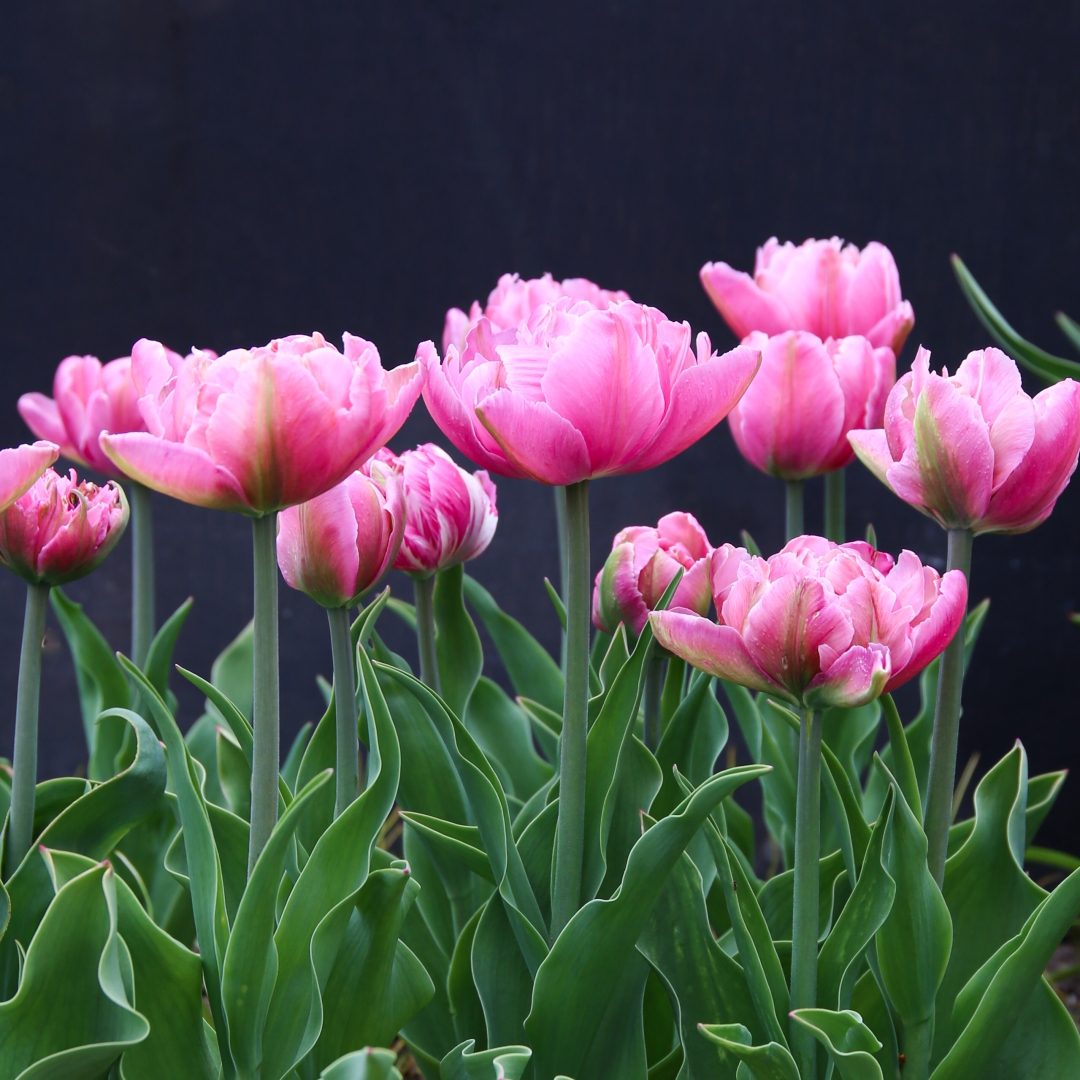 Tulpan 'Pink Star'