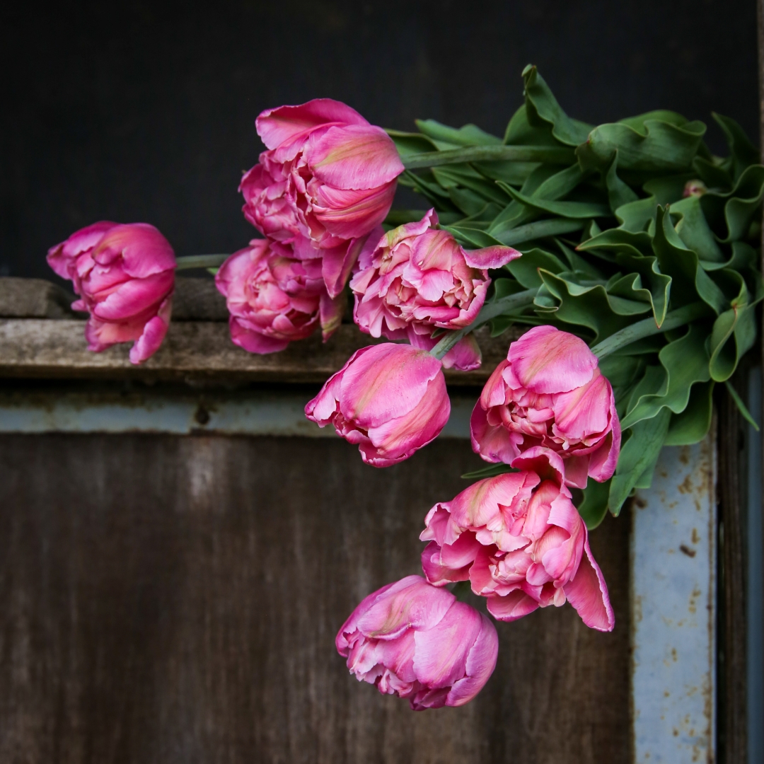 Tulpan 'Pink Star'